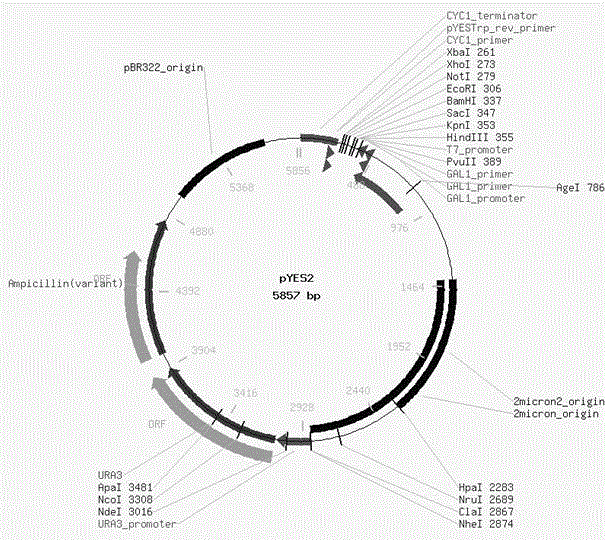 Deoxyribose nucleic acid (DNA) sequence for encoding parietchloris incise diacylglycerol acyltransferase and application thereof