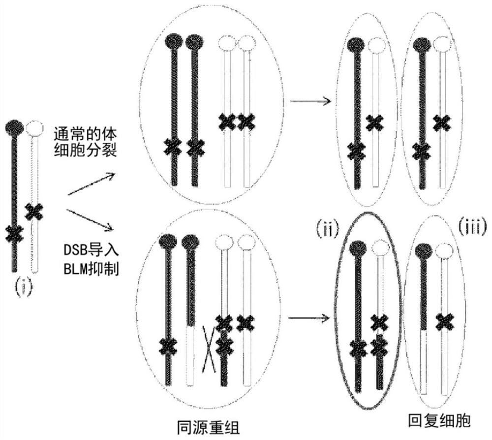 Method for producing homozygous cells