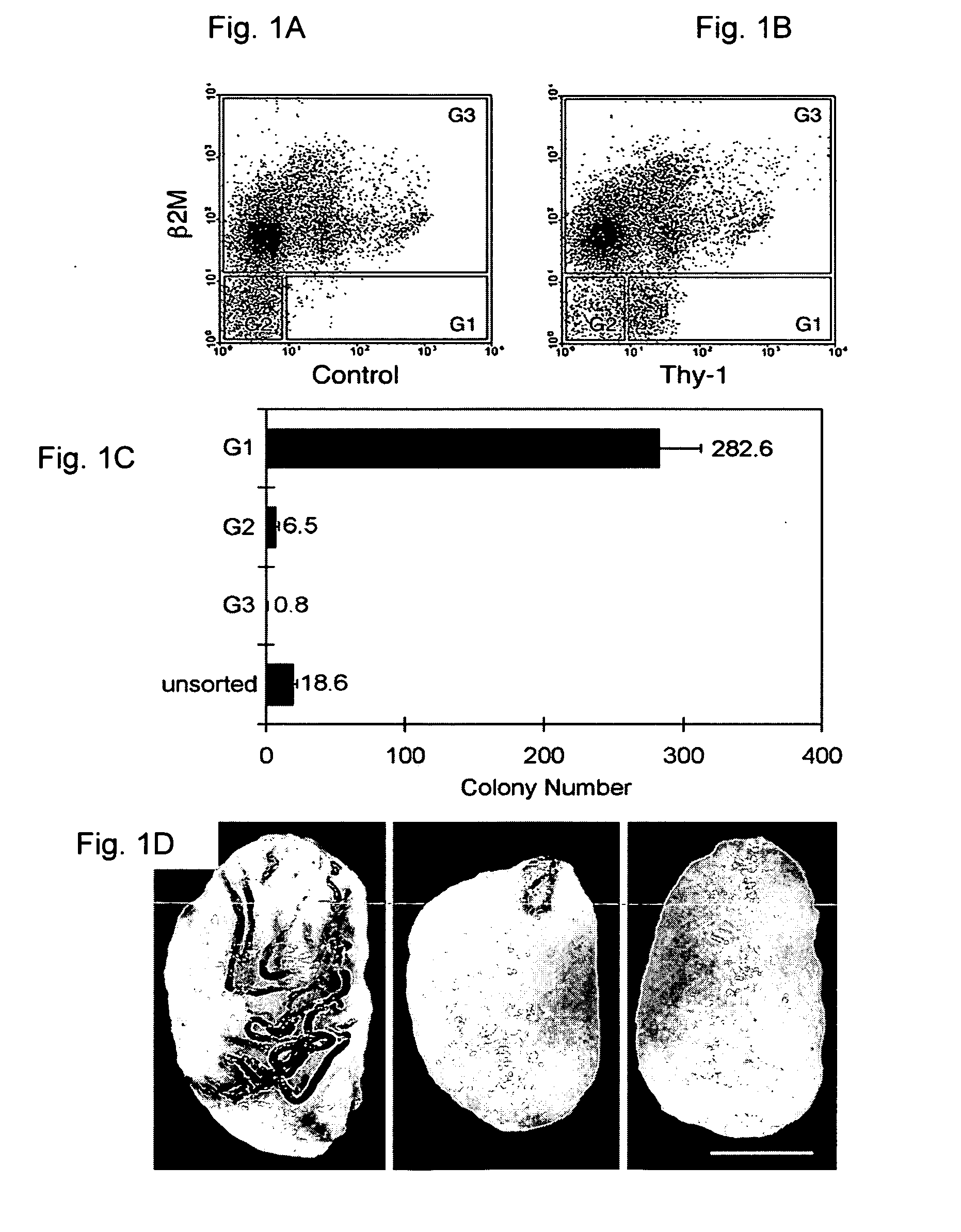 Culture conditions and growth factors affecting fate determination, self-renewal and expansion of rat spermatogonial stem cells