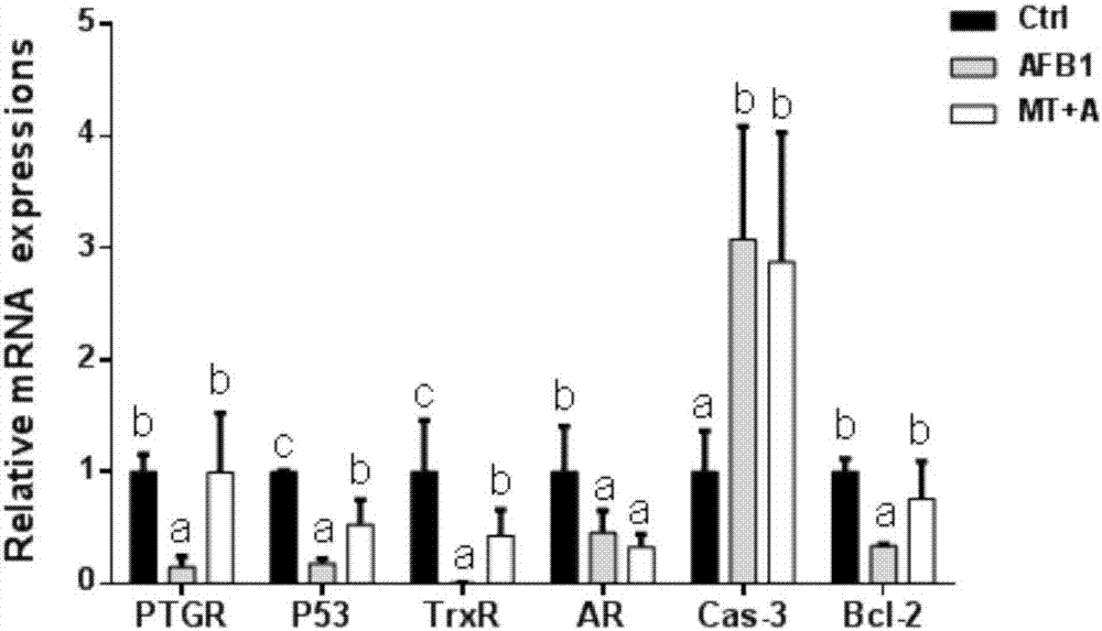 Application of MT (Metallothionein) gene serving as target gene for preventing and treating AFB1 (Aflatoxin B1) caused hepatic injury of duck