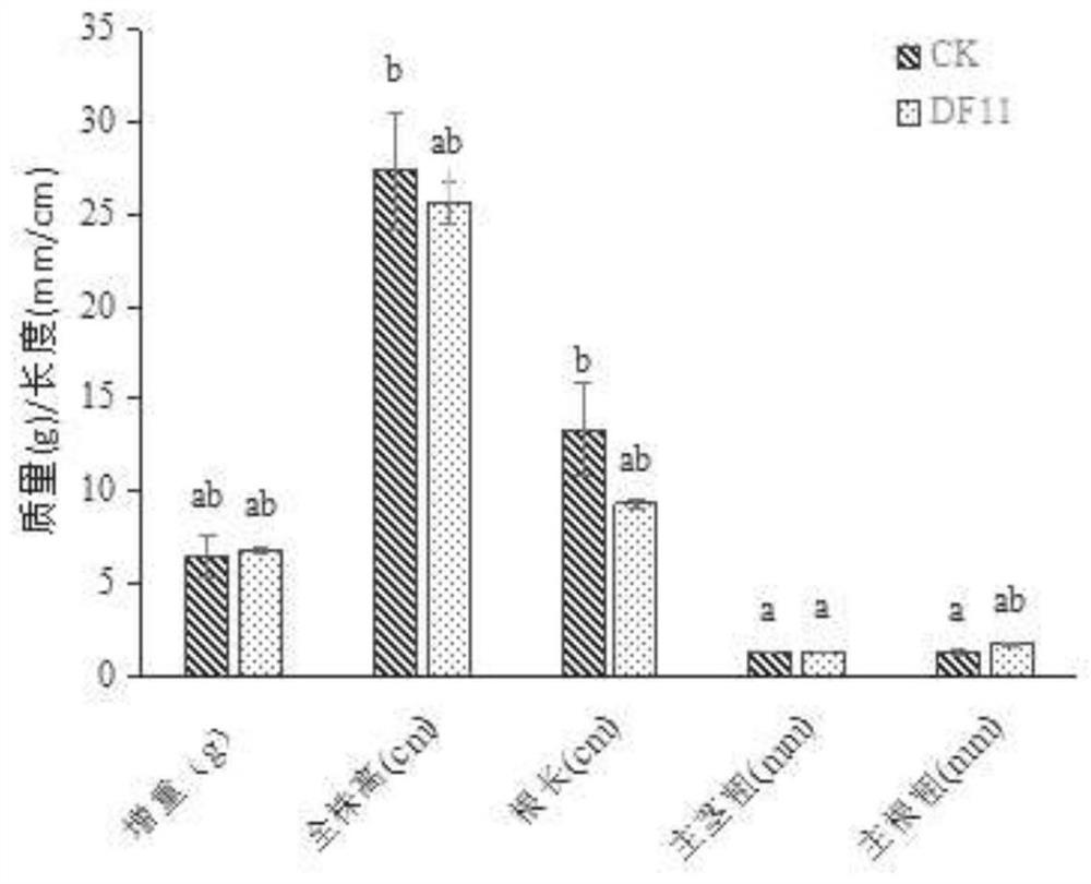 Cladosporium ultratrichum and its use for promoting the synthesis of effective components in the root system of Danshen
