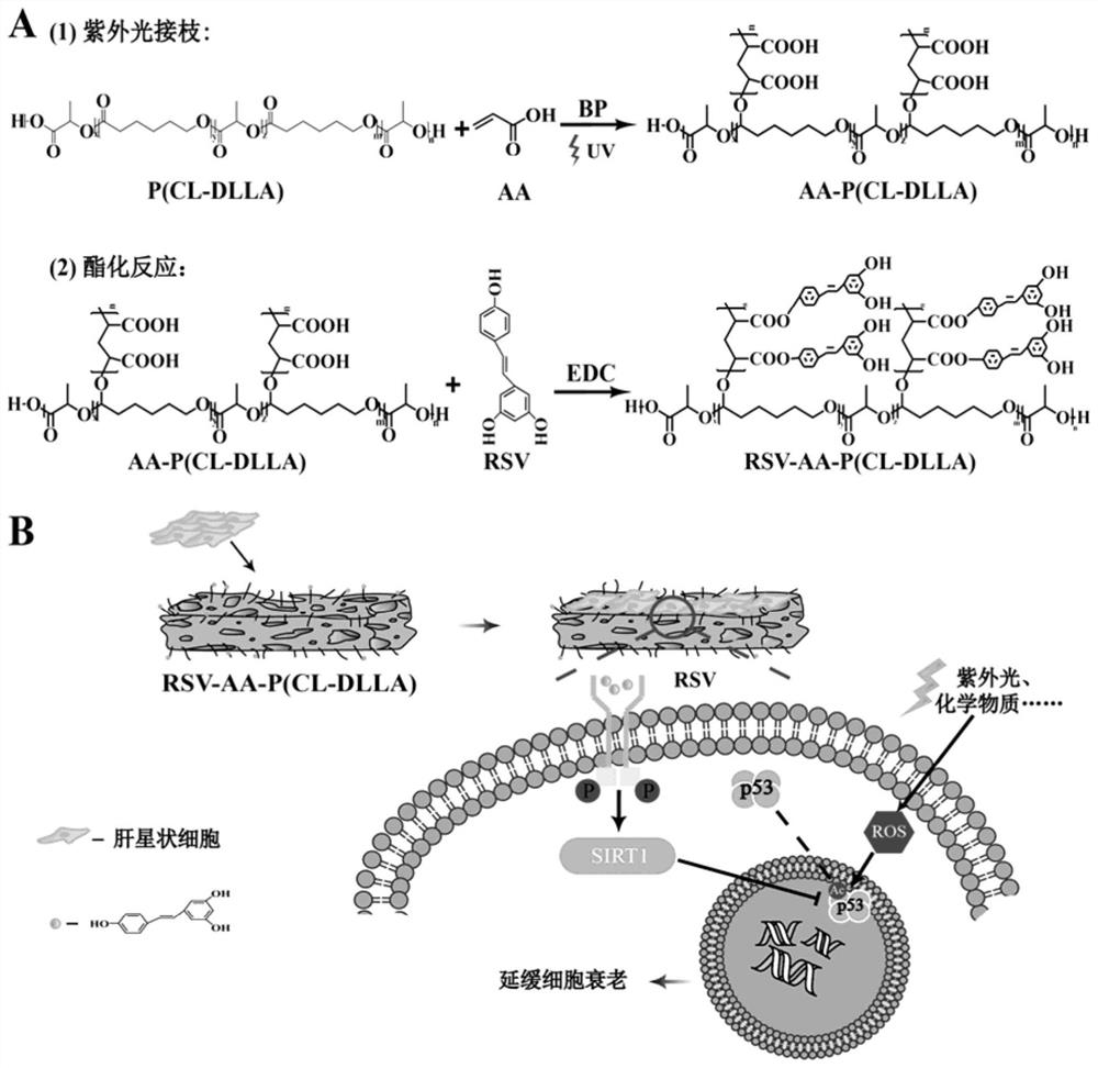 A kind of support material and its application with the effect of delaying cell aging