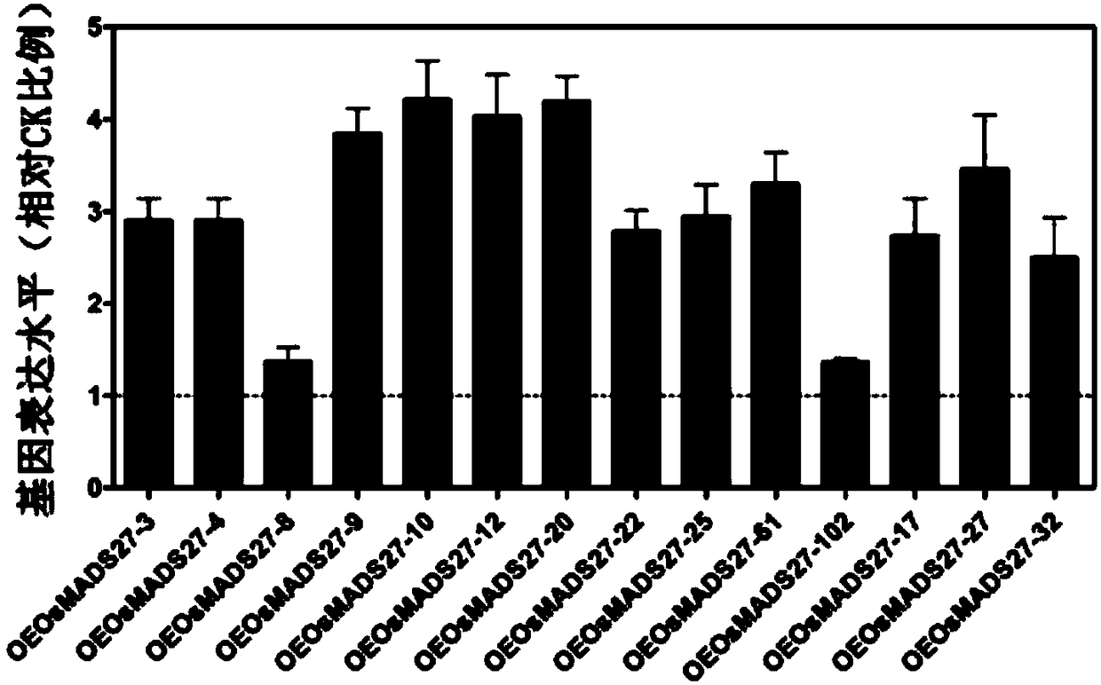 Application of rice OsMADS27 gene and protein in improving nitrogen fertilizer use efficiency of rice