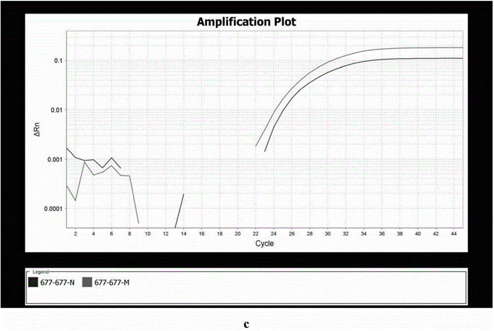 Probe and primer sensitized by locking nucleic acid and used for detecting C677T mutation of MTHFR gene, kit and detection method