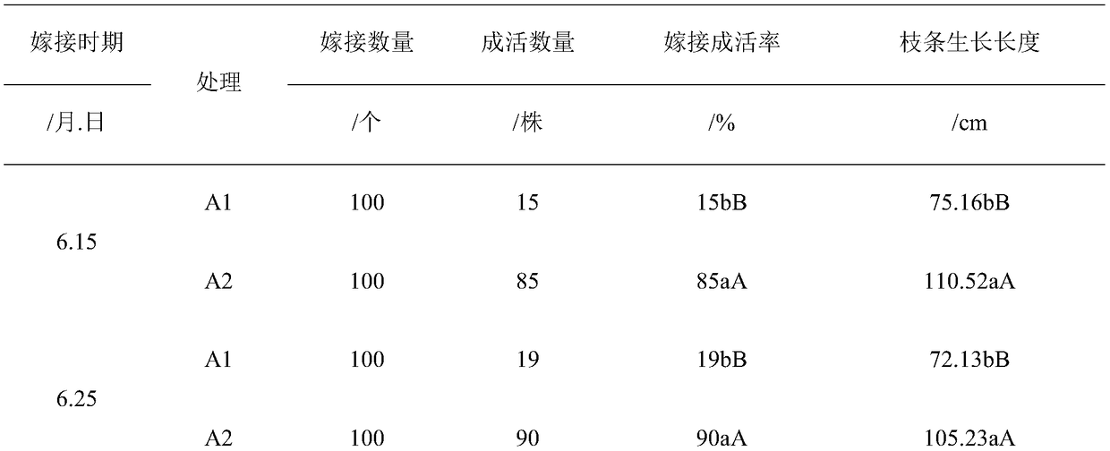 Method for increasing grafting survival rate of twigs of jujube trees