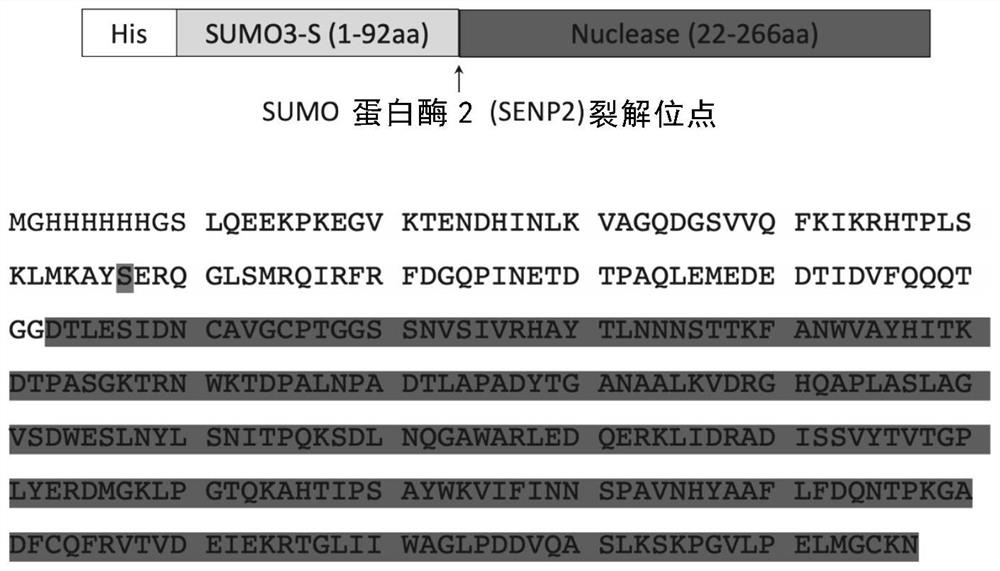 Method for preparing recombinant serratia marcescens nuclease