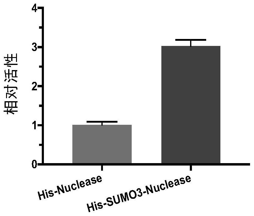 Method for preparing recombinant serratia marcescens nuclease