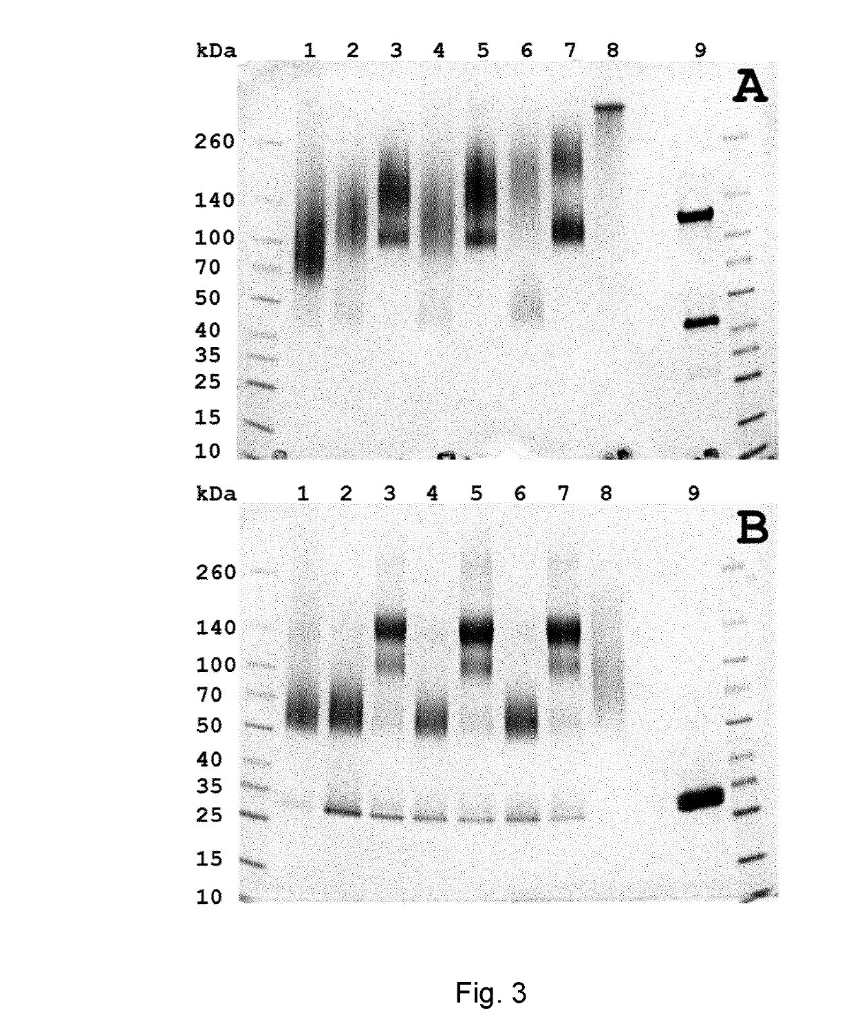 Conjugates Comprising An Anti-EGFR1 Antibody