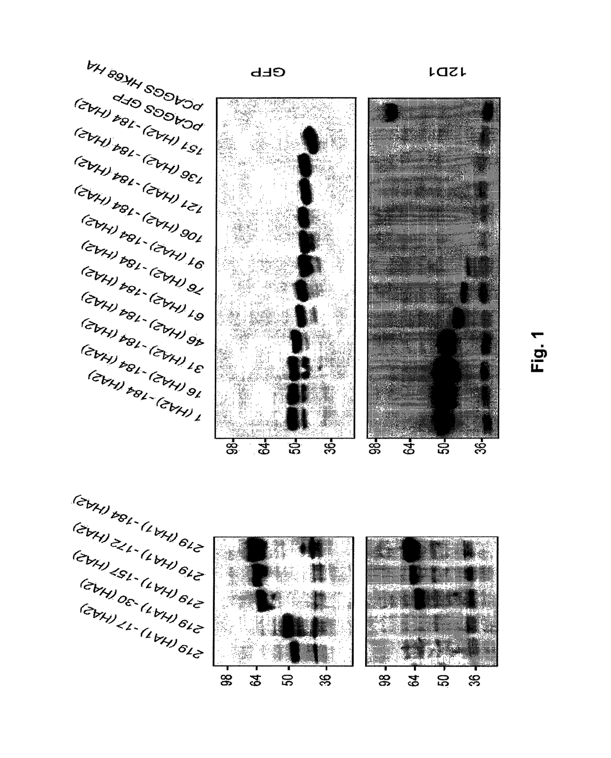 Vaccines for use in the prophylaxis and treatment of influenza virus disease