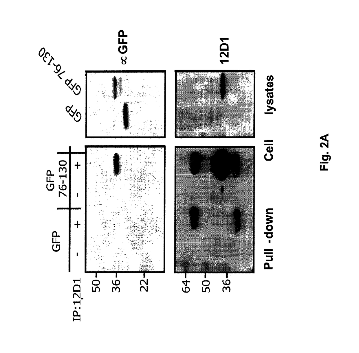 Vaccines for use in the prophylaxis and treatment of influenza virus disease