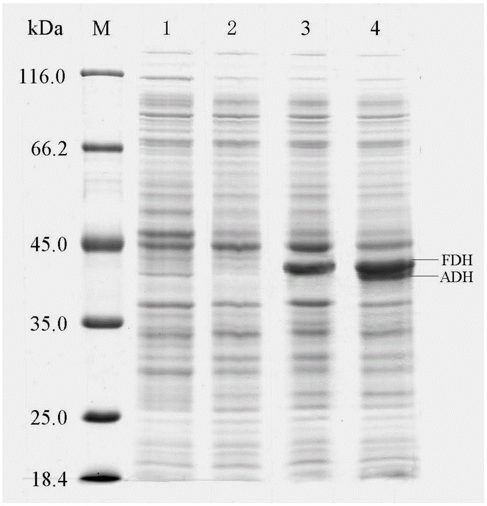 Recombinant escherichia coli and application thereof to 2-butanol production