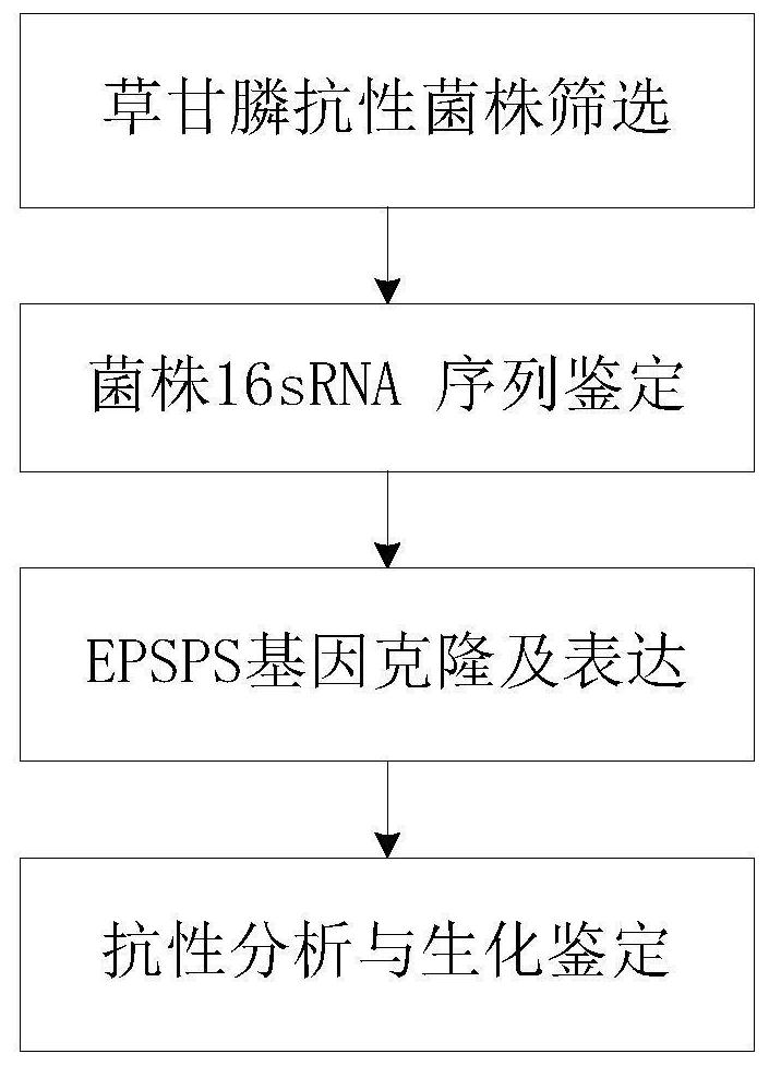 A cold-adapted type I 5-enolpyruvylshikimate-3-phosphate synthase gene