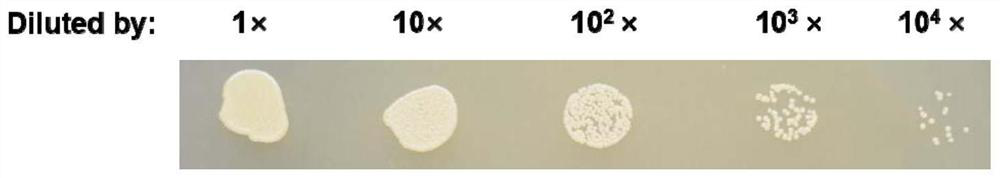 A cold-adapted type I 5-enolpyruvylshikimate-3-phosphate synthase gene