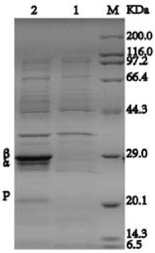 Nitrile hydratase mutant, genetically engineered bacteria containing mutant and application of mutant