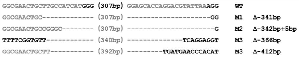 Marker gene of CRISPR/Cas9 gene editing system applied to hermetia illucens