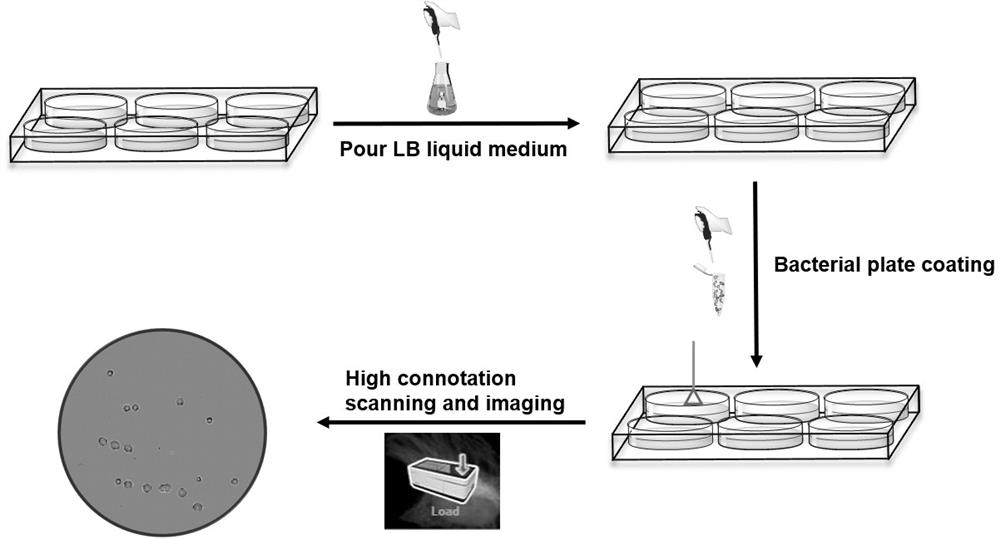 Detection method and system for qualitatively and quantitatively detecting different wound bacteria based on machine learning