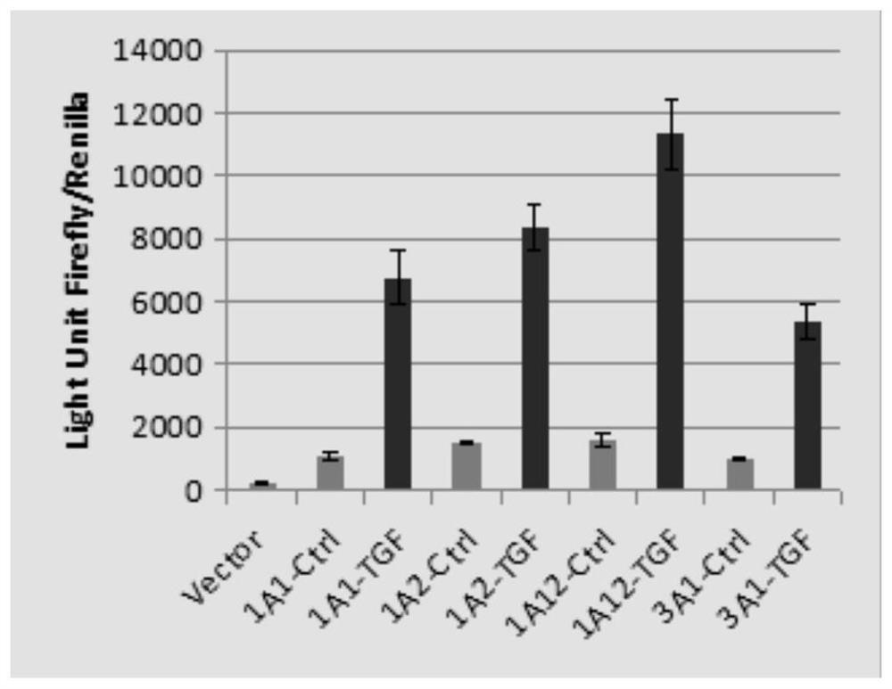 High-throughput screening method for screening collagen transcription inhibitor for treating organ fibrosis