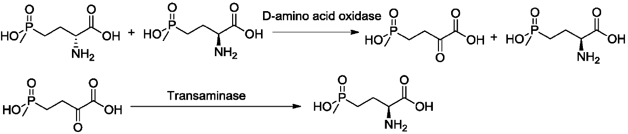 D-amino acid oxidase mutant and applications thereof