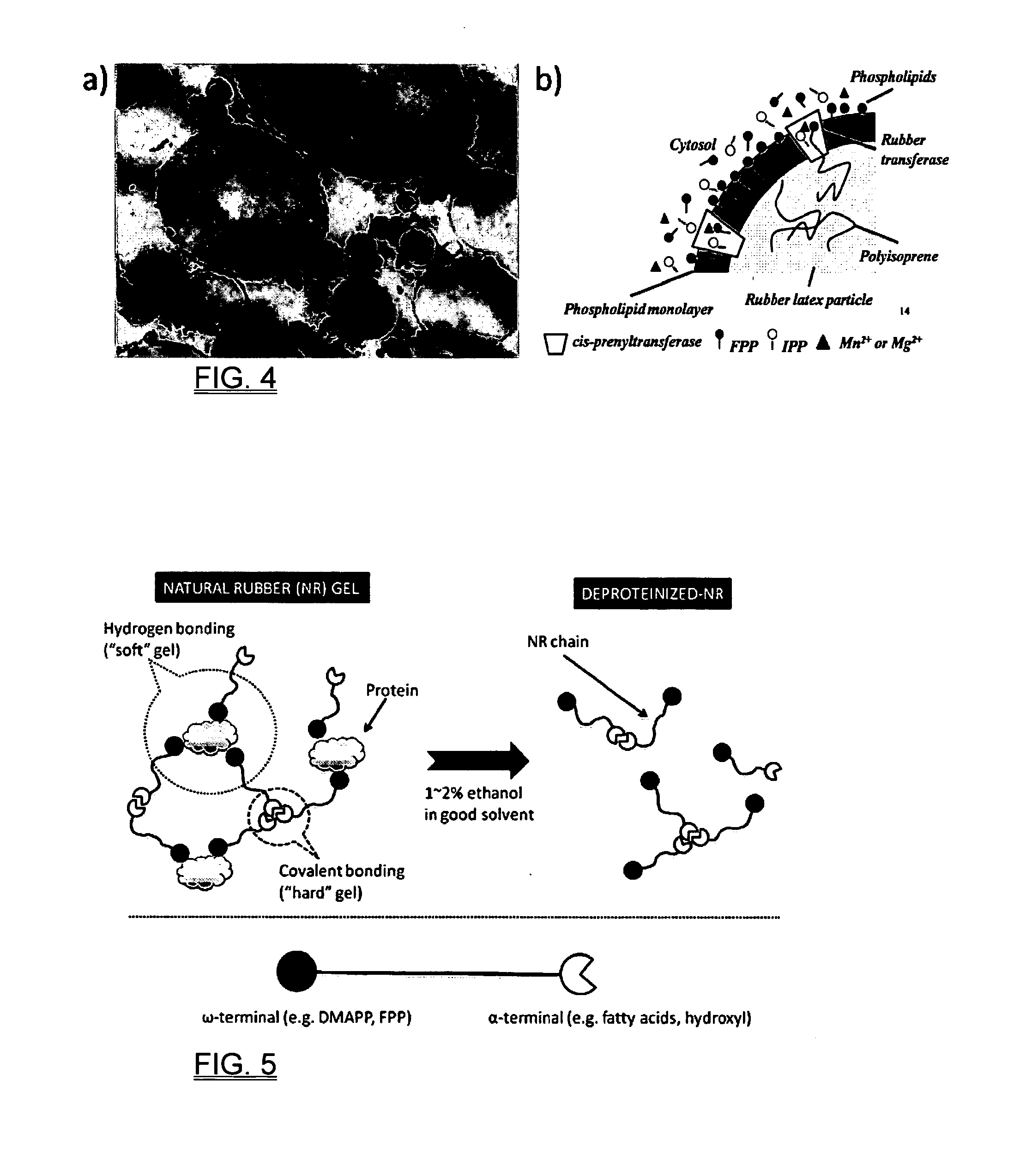 Biosynthesis of polyisoprenoids