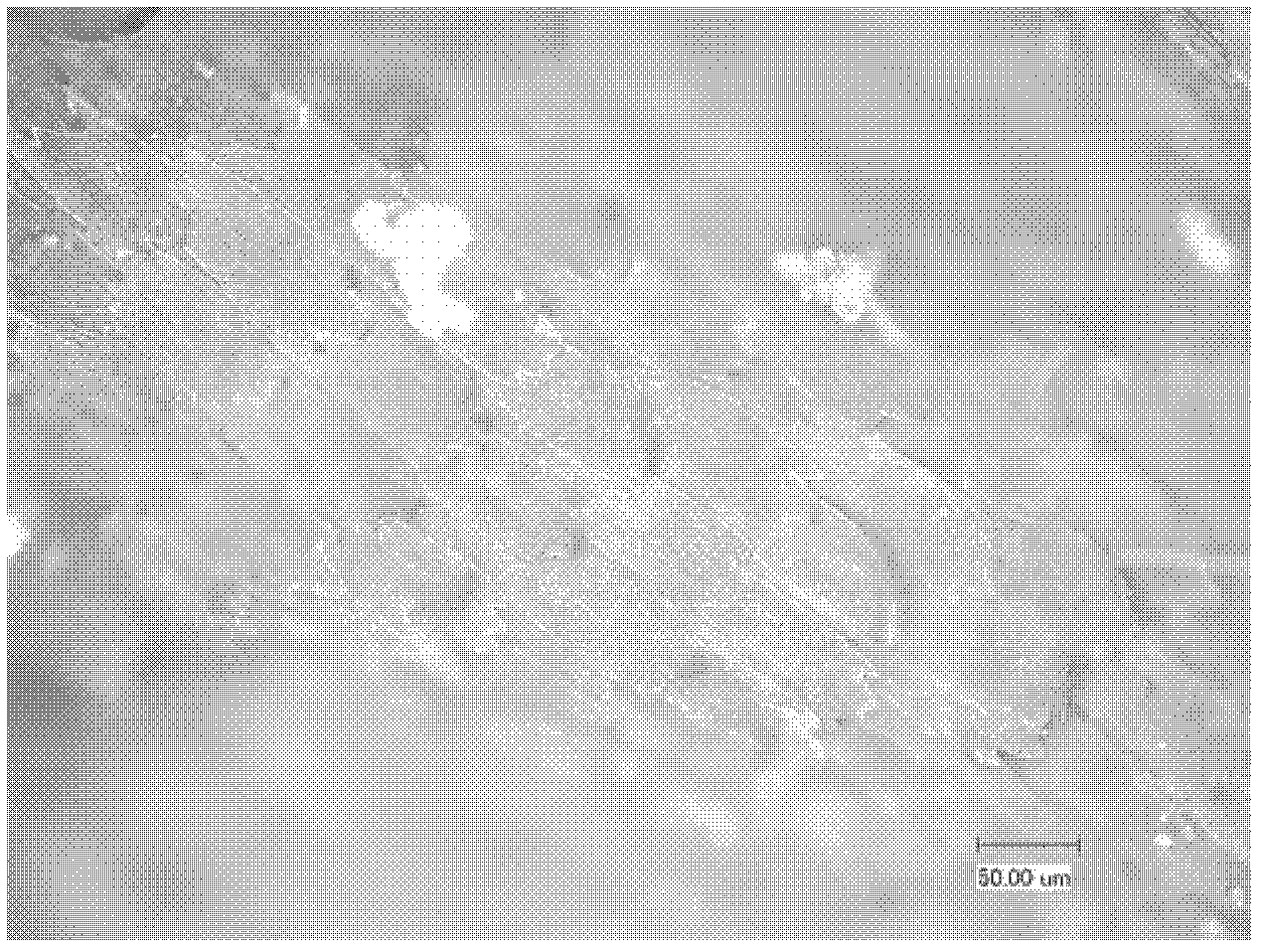 Biological template based preparation method for magnetic photonic crystals