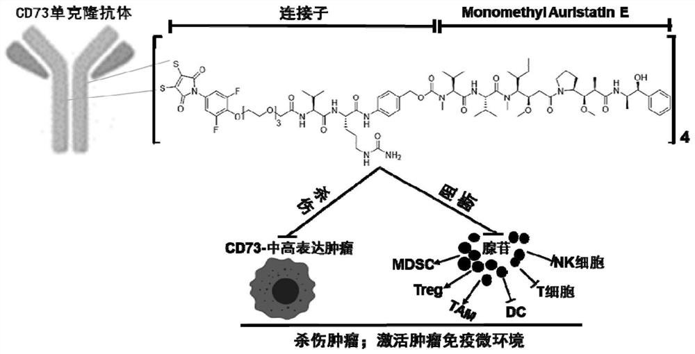 Application of CD73 ADC
