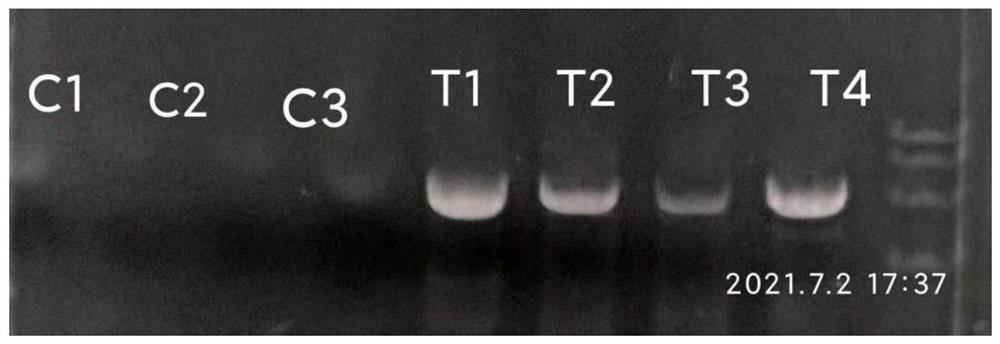 Mannose-1-phosphate guanylyl transferase, coding gene and application