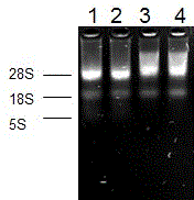 Gene cloning of goat RanBP9 and positioning detection method of goat RanBP9 in sperm