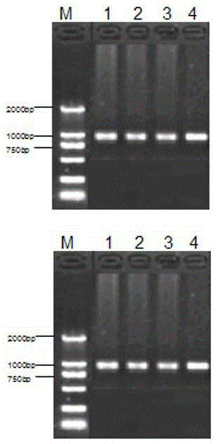 Gene cloning of goat RanBP9 and positioning detection method of goat RanBP9 in sperm