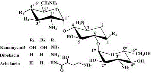 Engineering bacteria producing kanamycin b and its construction and application