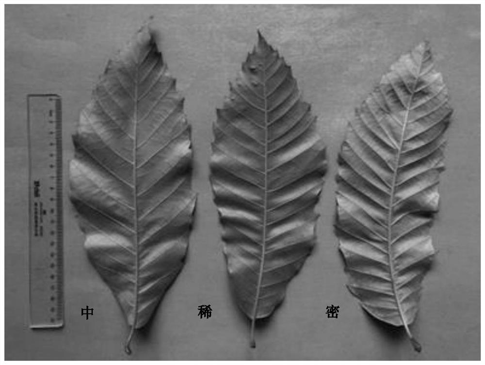 Method for evaluating density of fuzz on back of Chinese chestnut leaves by using colorimeter