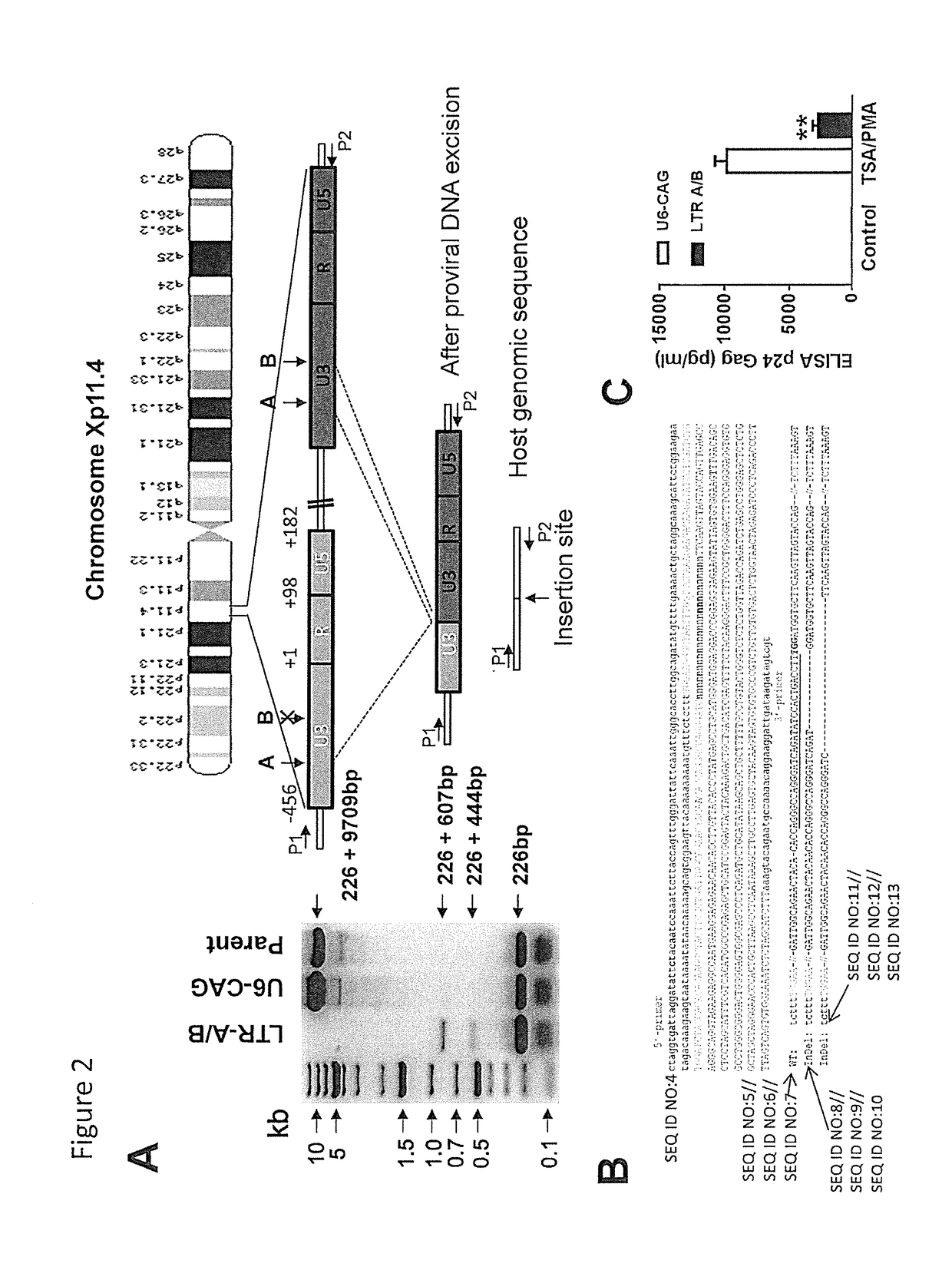 Methods and compositions for rna-guided treatment of HIV infection