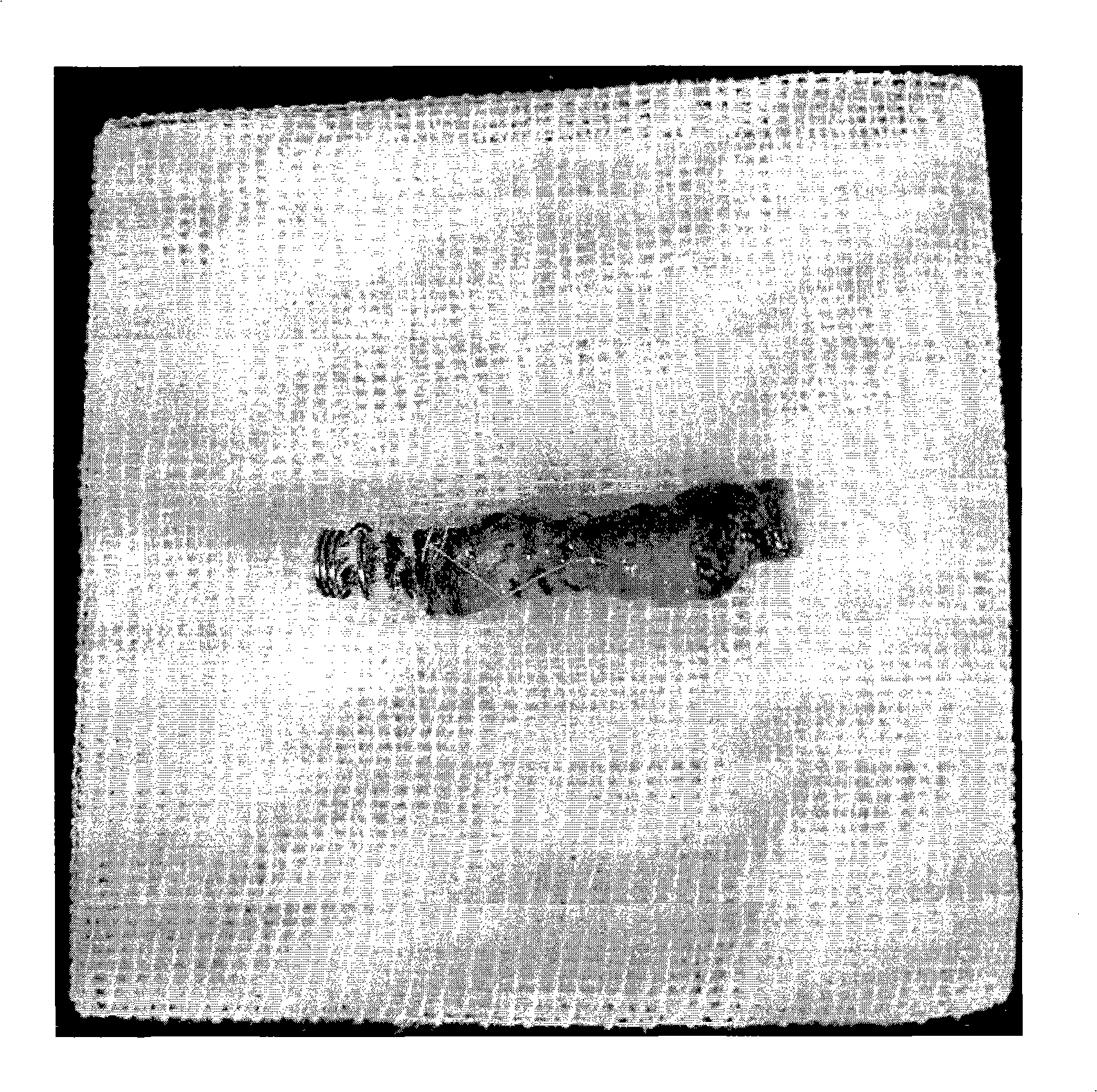 Construction method of body surface fistula rat animal model