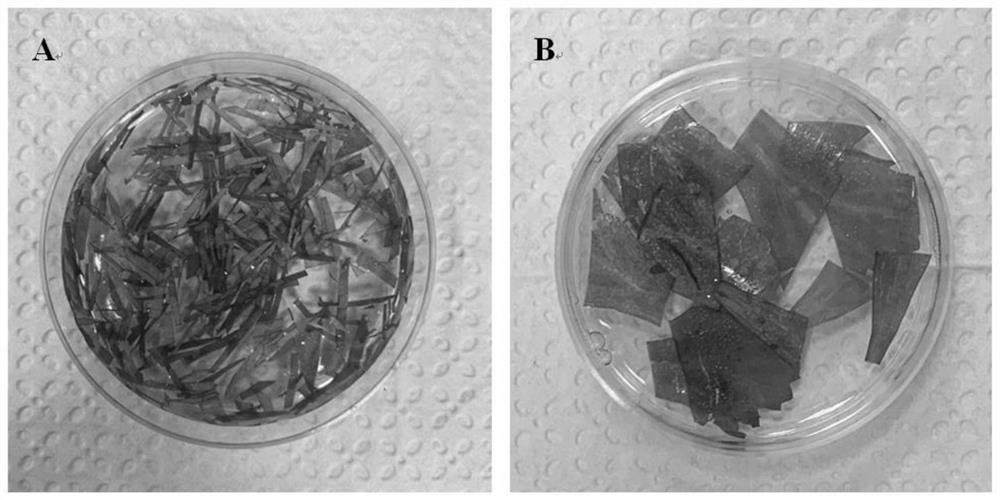 Artemisia japonica mesophyll protoplast separation and conversion method