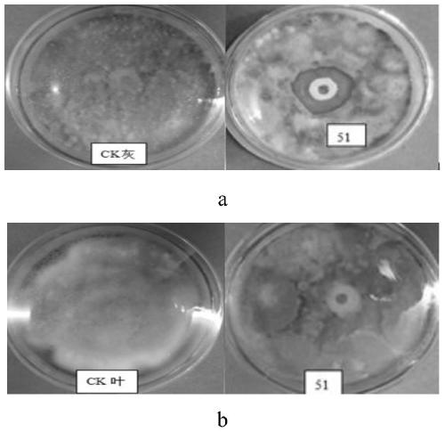 A broad-spectrum disease-resistant, growth-promoting, stress-resistant Pseudomonas azotogenes and its application