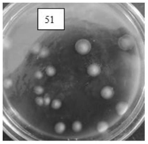 A broad-spectrum disease-resistant, growth-promoting, stress-resistant Pseudomonas azotogenes and its application