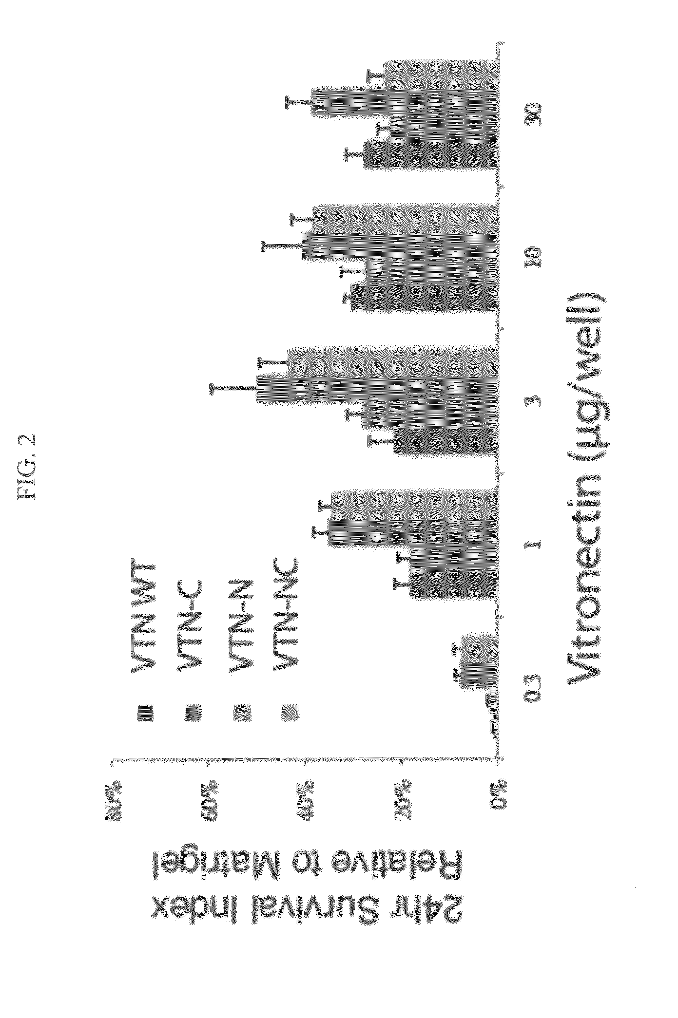 Vitronectin-derived cell culture substrate and uses thereof