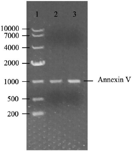 Annexin V fluorescent labeling method for detecting early apoptosis of cells