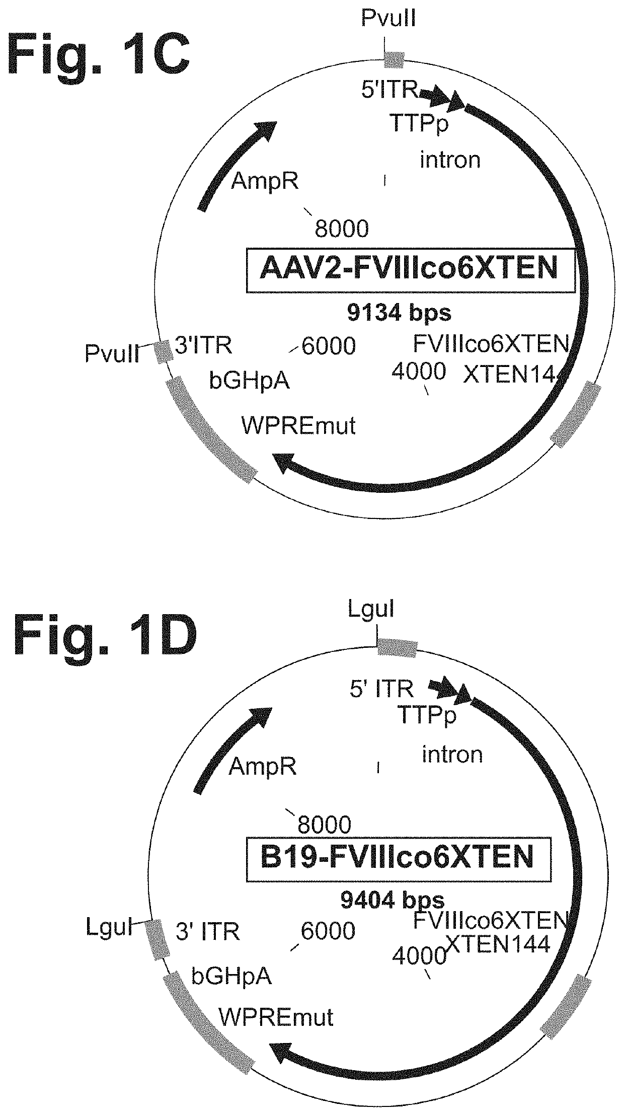 Nucleic acid molecules and uses thereof for non-viral gene therapy