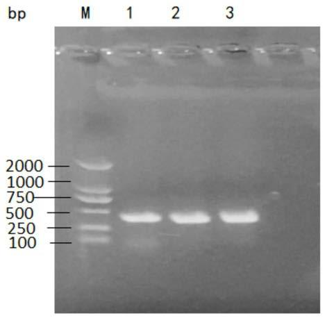 A kind of single-chain antibody against porcine epidemic diarrhea virus and its application