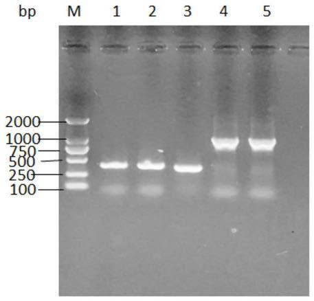 A kind of single-chain antibody against porcine epidemic diarrhea virus and its application