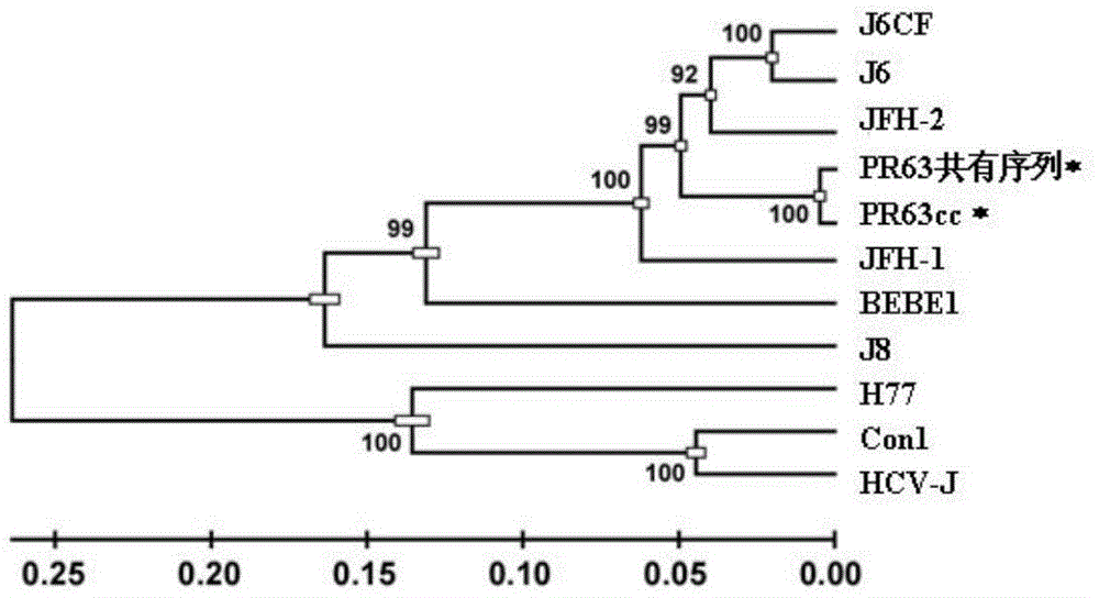 Method for constructing gene 2a type hepatitis c virus clinical isolates cell culture model