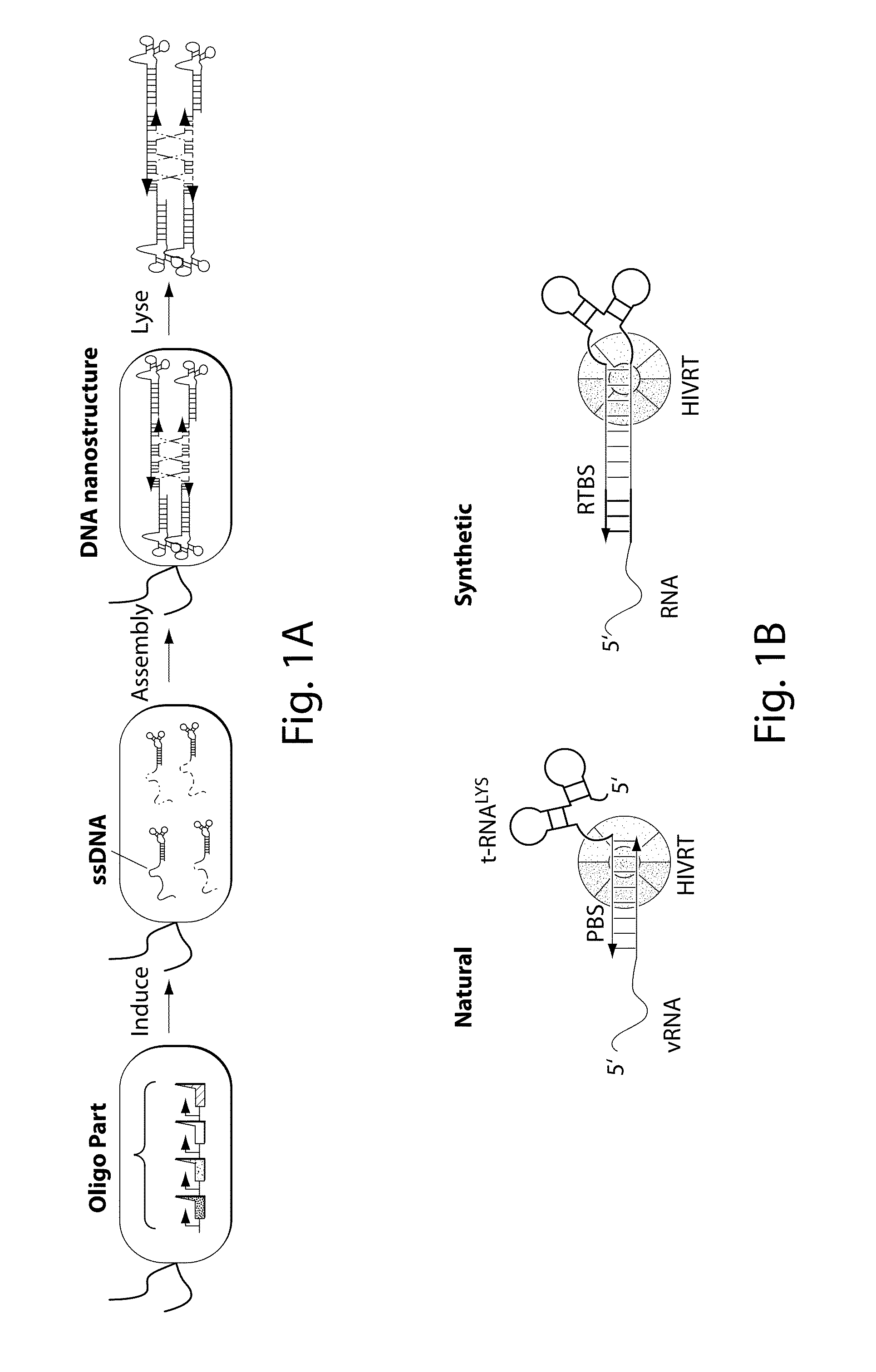 Engineering DNA assembly in vivo and methods of making and using the reverse transcriptase technology