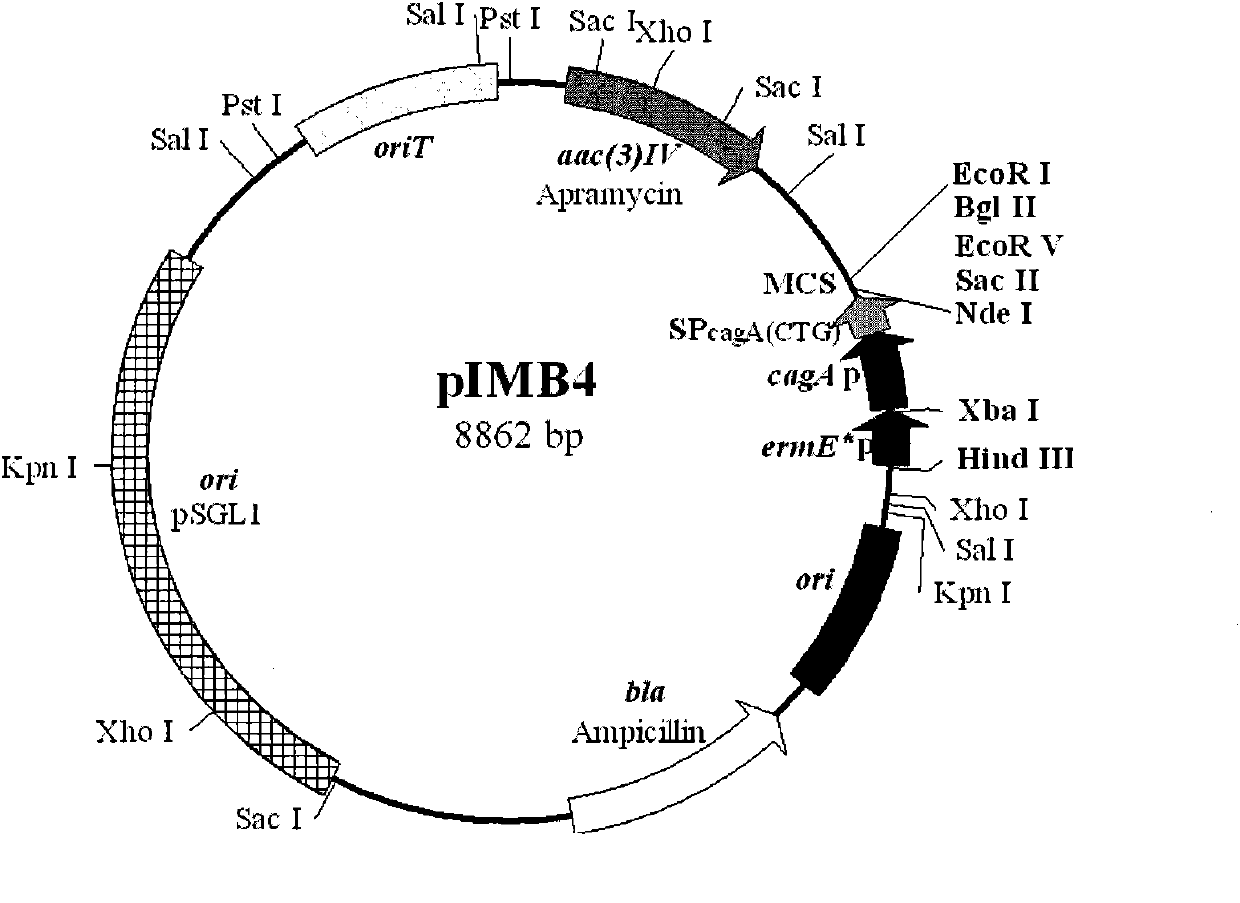New streptomyces secretion expression plasmid and application thereof