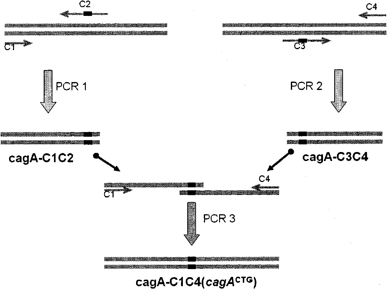 New streptomyces secretion expression plasmid and application thereof