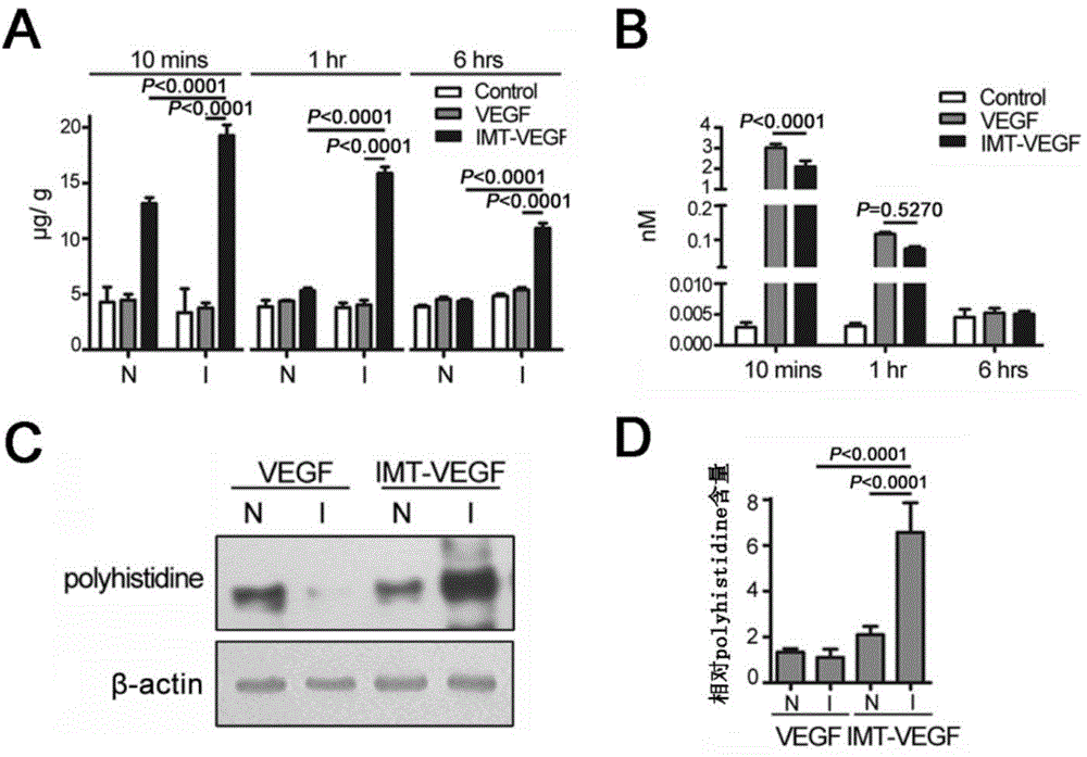 Ischemic-myocardium-targeted VEGF (vascular endothelial growth factor) recombinant protein