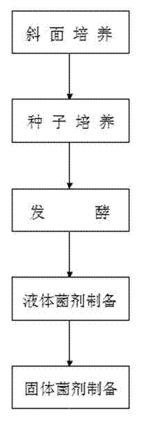 Bacillus, bacterial agent, preparation method and applications thereof