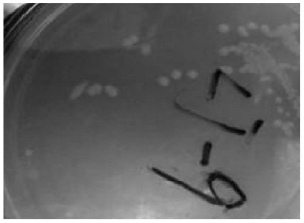 A method for treating ammonia nitrogen wastewater by using heterotrophic nitrification-aerobic denitrification Pseudomonas strains