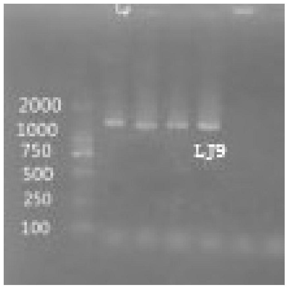 A method for treating ammonia nitrogen wastewater by using heterotrophic nitrification-aerobic denitrification Pseudomonas strains