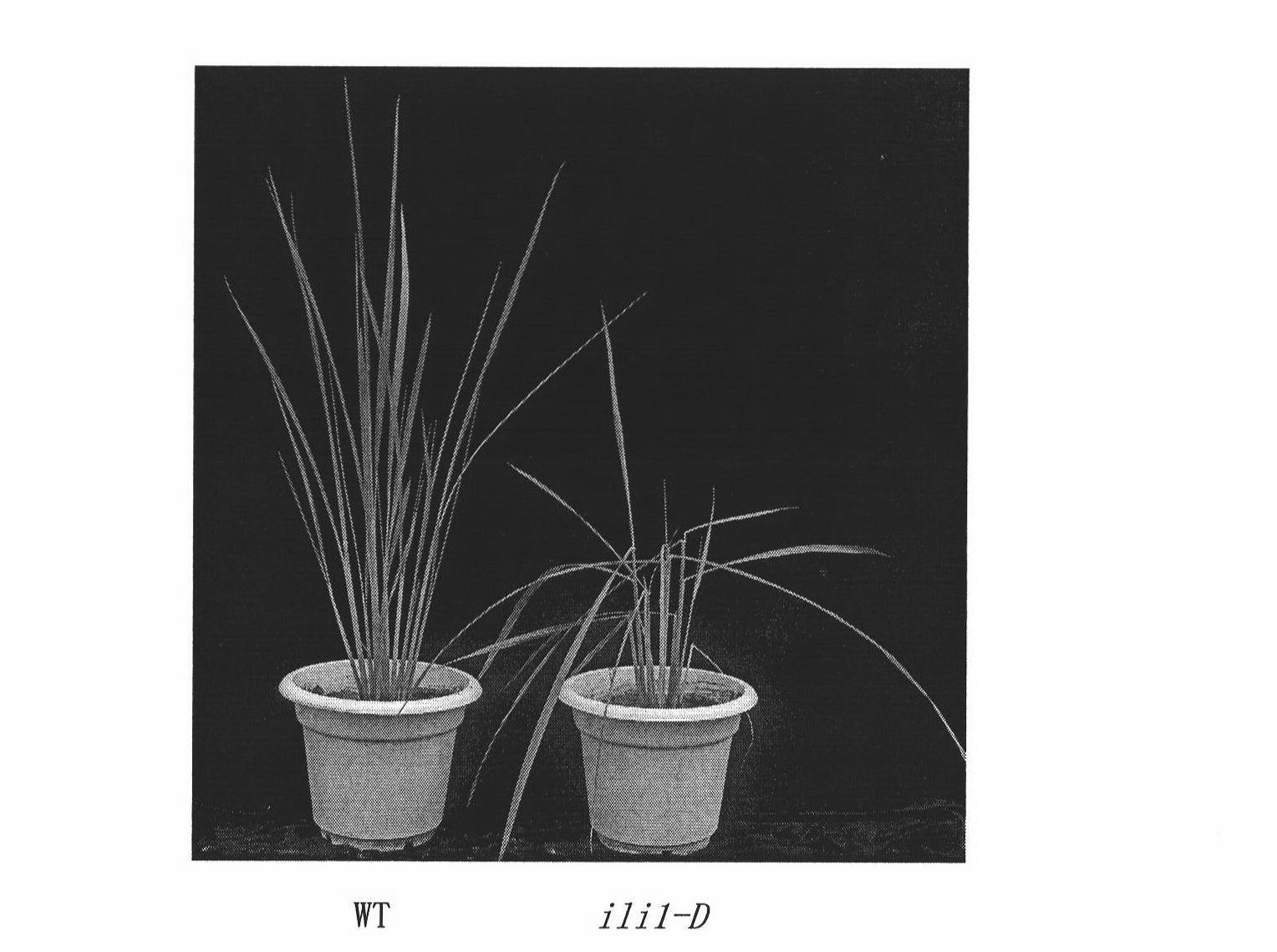 Plant development associated protein, encoding gene and application thereof