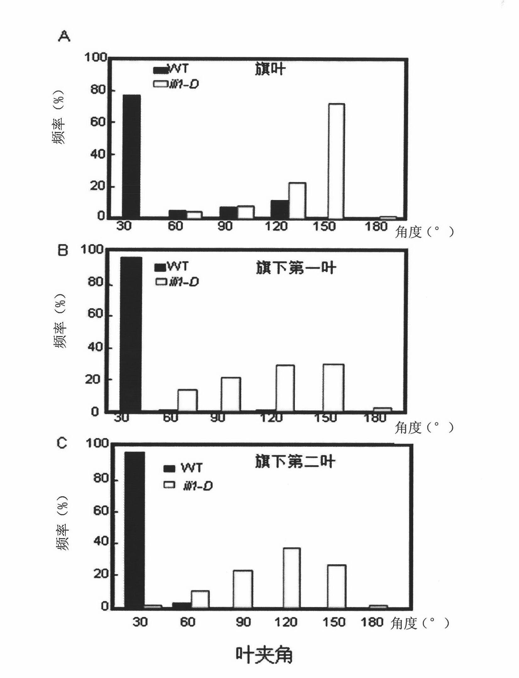 Plant development associated protein, encoding gene and application thereof